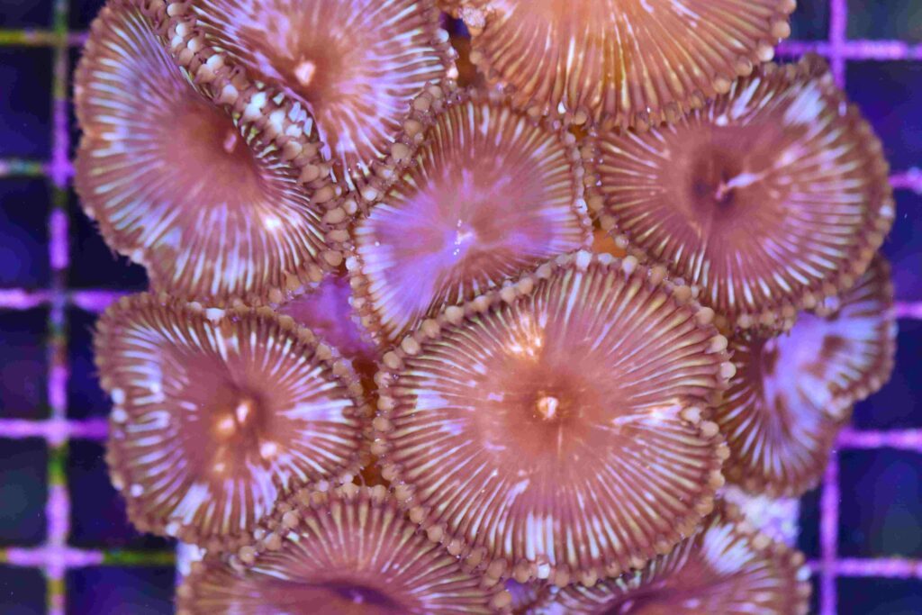 Frag Box Corals