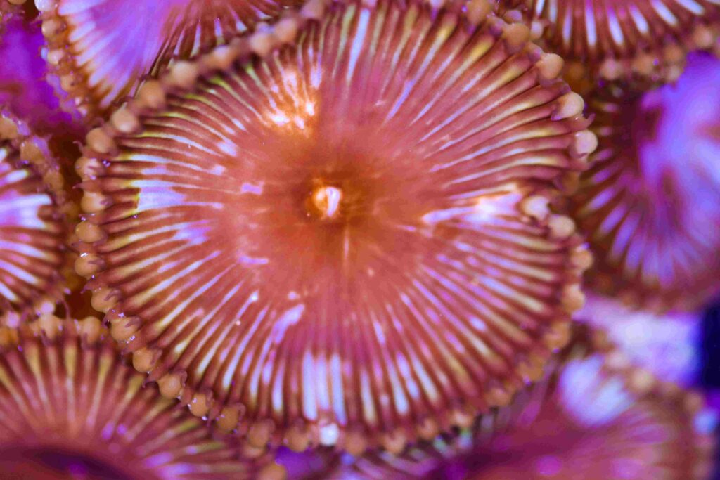 Frag Box Corals