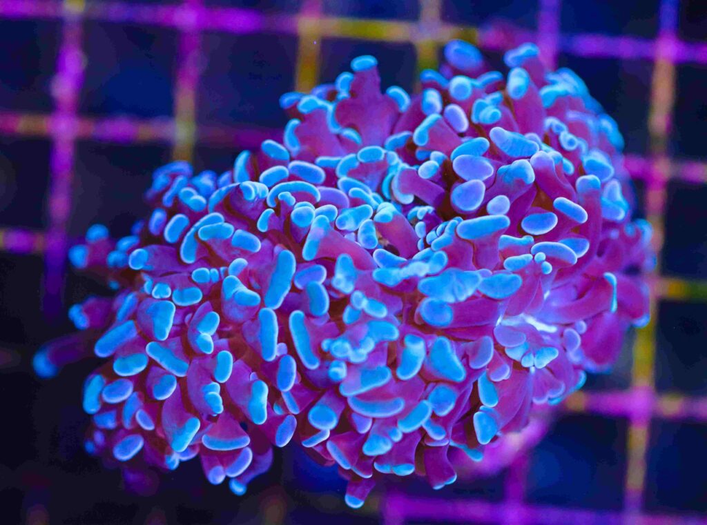 Frag Box Corals