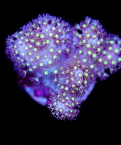 Purple Fiji Leather Frag