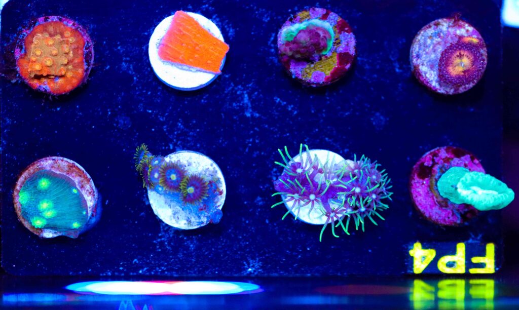 Frag Box Corals