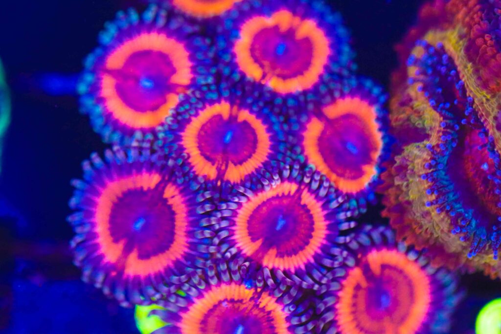 Frag Box Corals