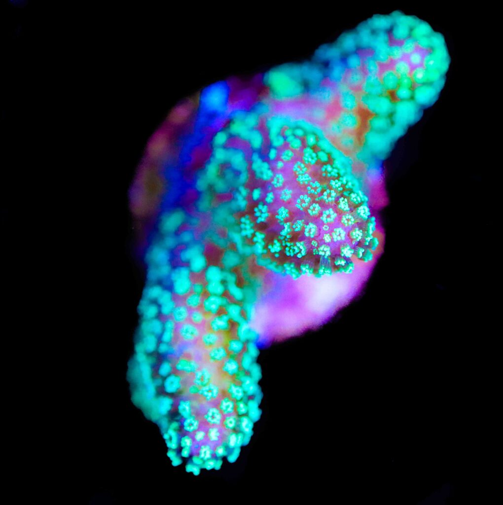 Frag Box Corals
