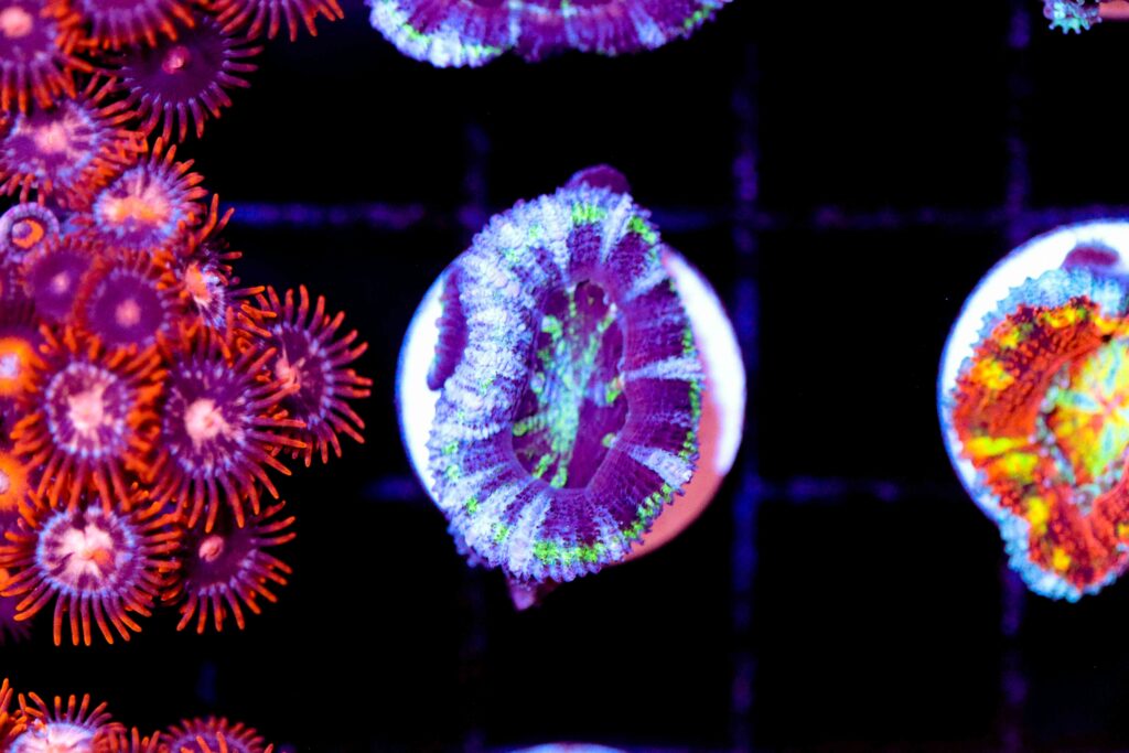 Frag Box Corals