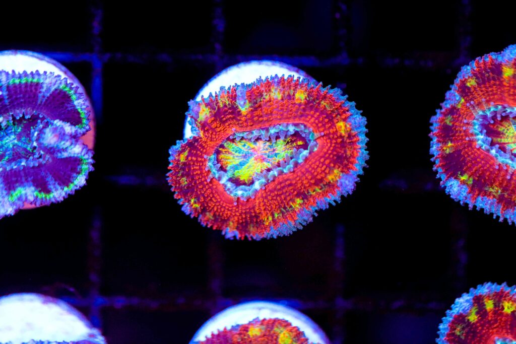 Frag Box Corals