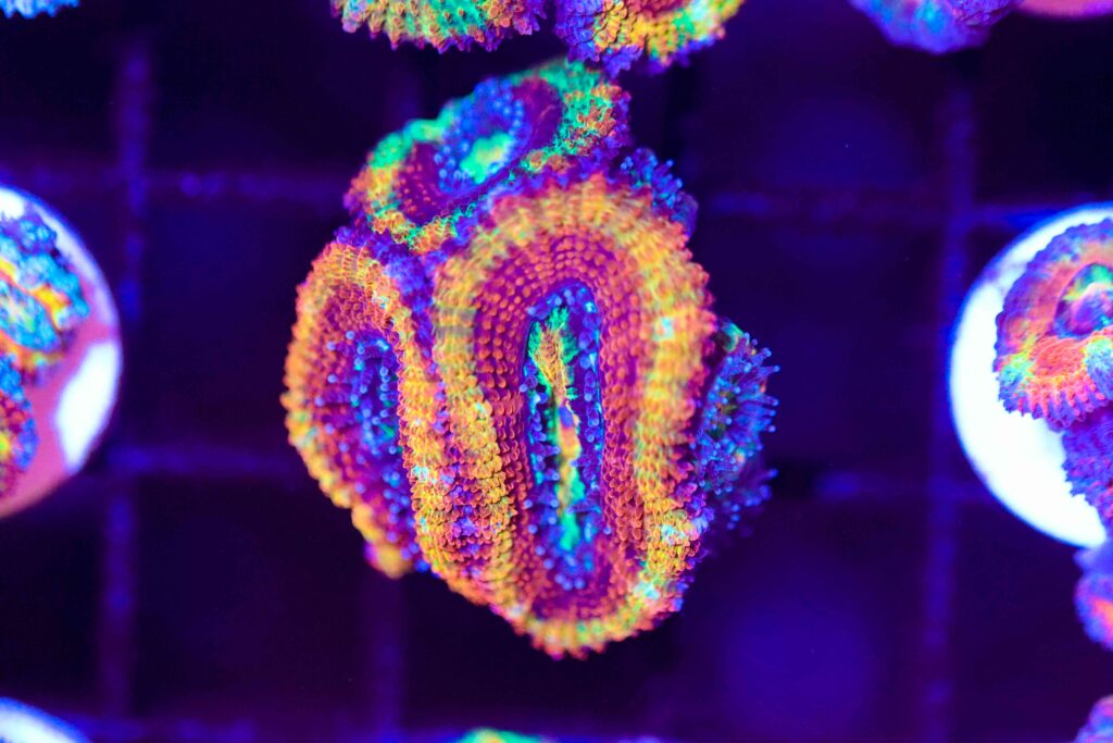 Frag Box Corals