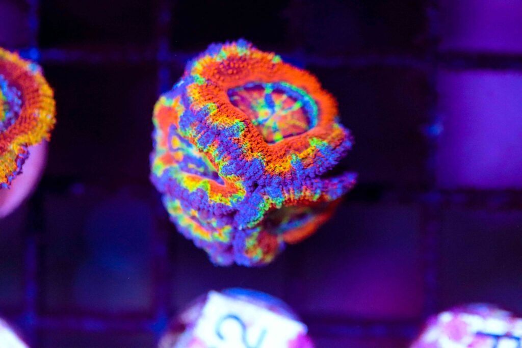 Frag Box Corals