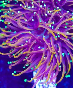 New York Knicks Torch Coral