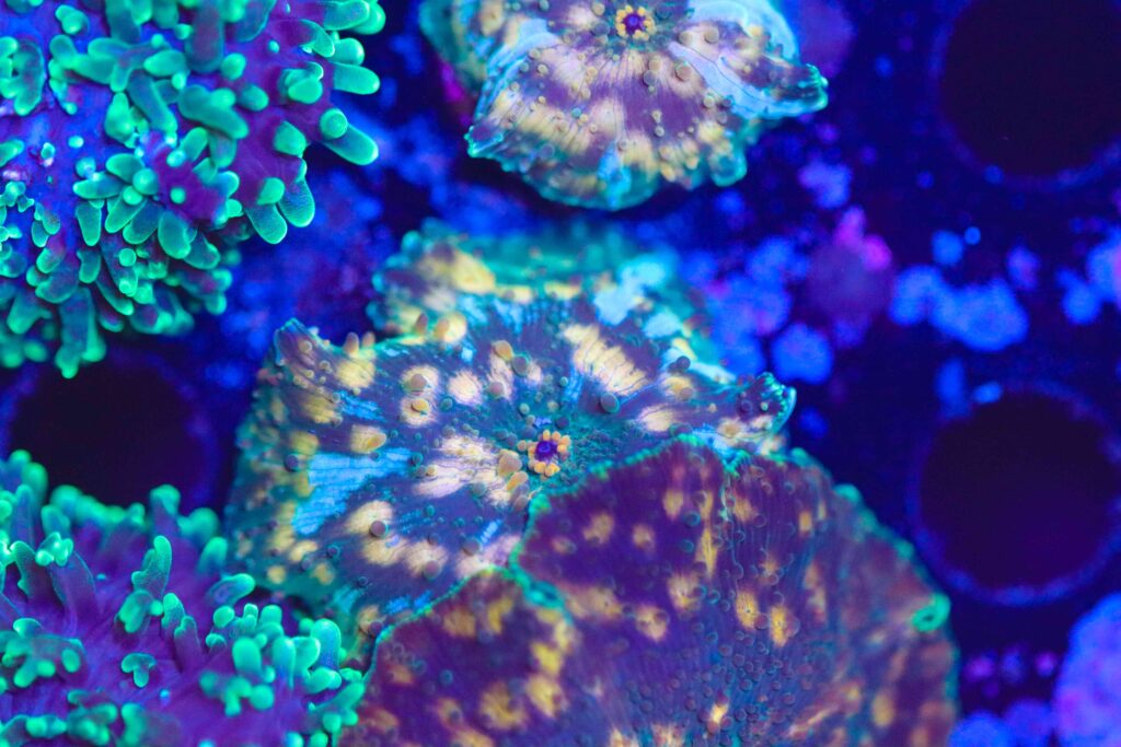 Frag Box Corals
