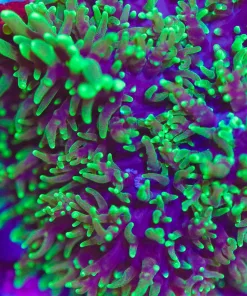 Hairy Mushroom Coral