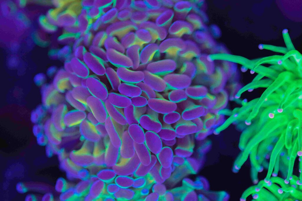 Frag Box Corals