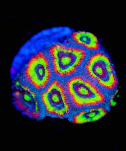 Holly Grail Micromussa