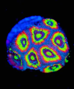 Holly Grail Micromussa