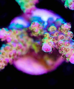 Orange Anaconda Acropora