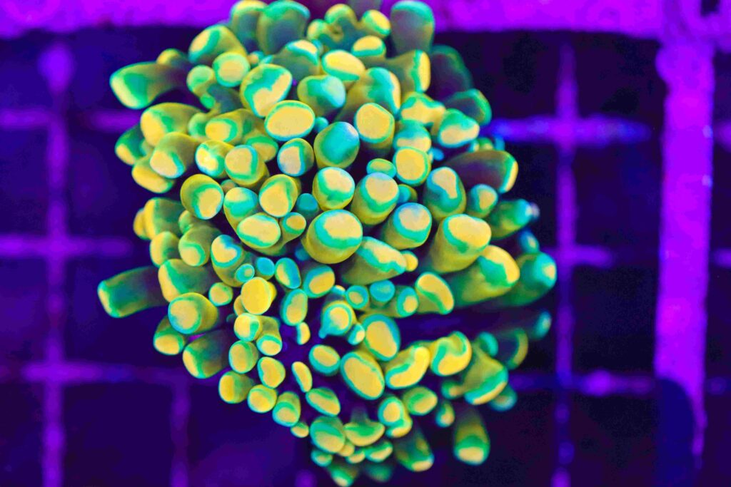 Frag Box Corals