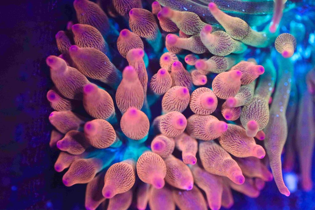 Frag Box Corals
