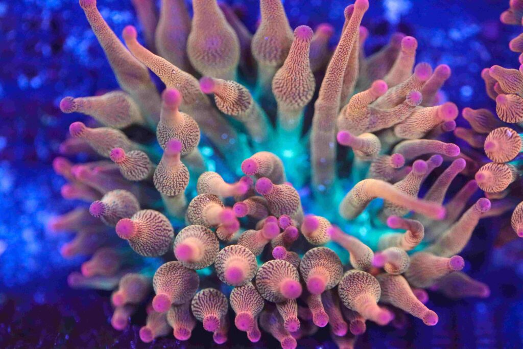 Frag Box Corals