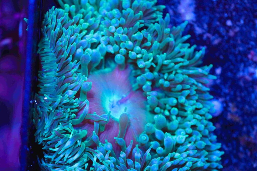 Frag Box Corals