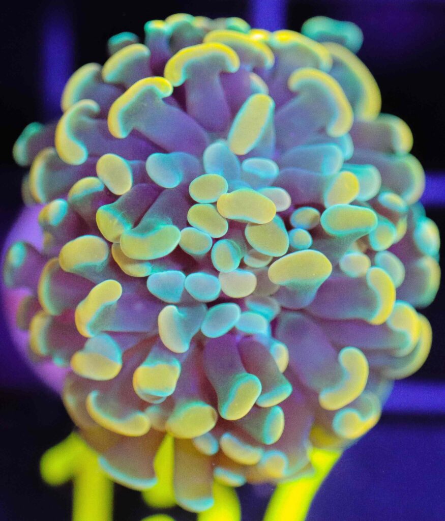 Frag Box Corals