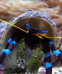 XL Blue Leg Hermit (R2-B5 OR R1-B4)