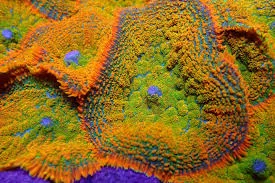 Frag Box Corals