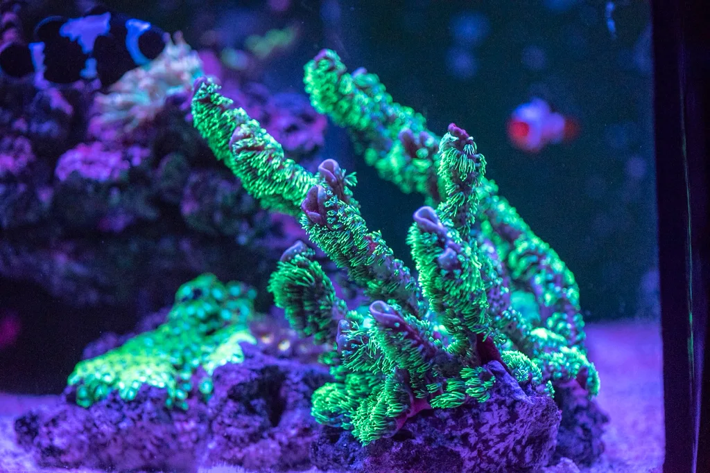 Frag Box Corals