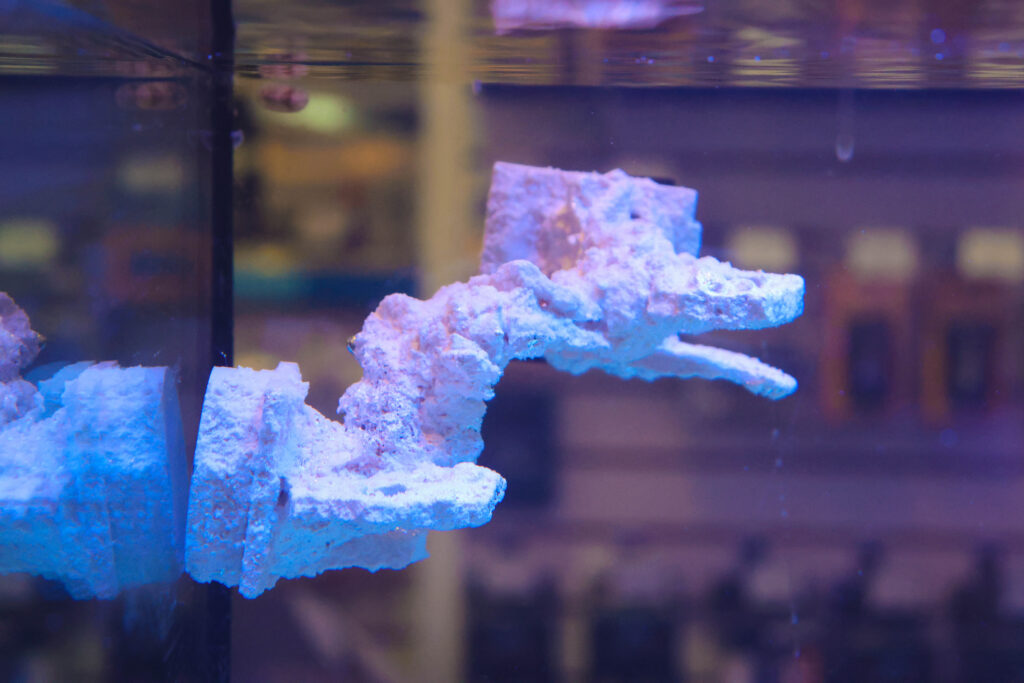 Frag Box Corals