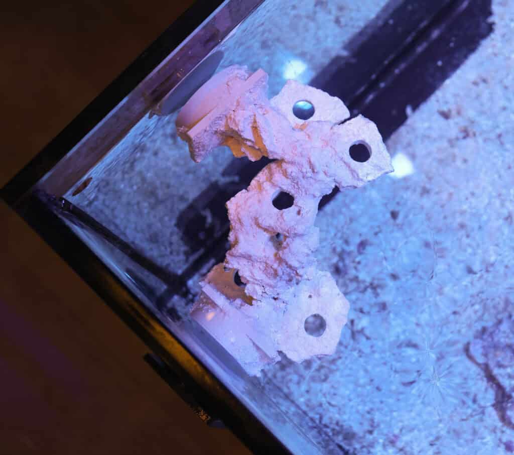Frag Box Corals