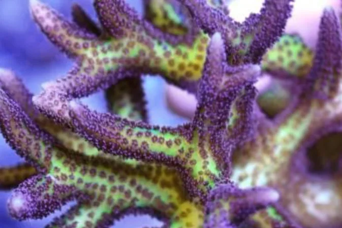 Frag Box Corals