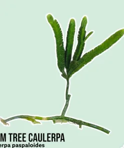 Palm Tree Caulerpa