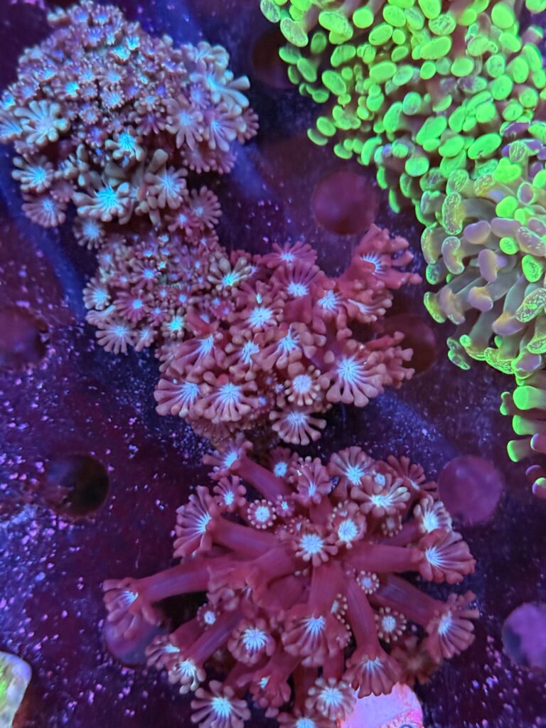 Frag Box Corals