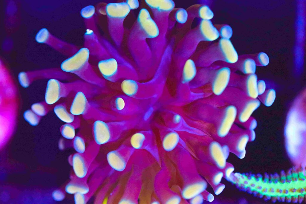 Frag Box Corals