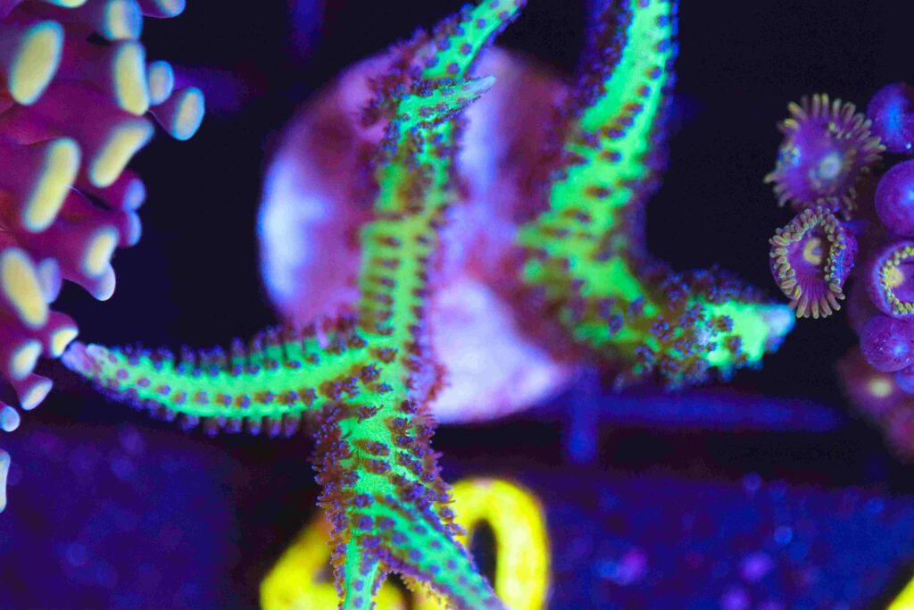 Frag Box Corals