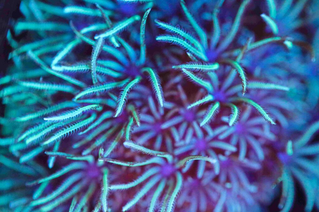Frag Box Corals