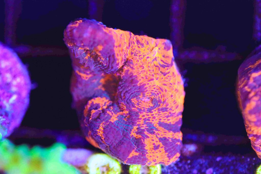 Frag Box Corals