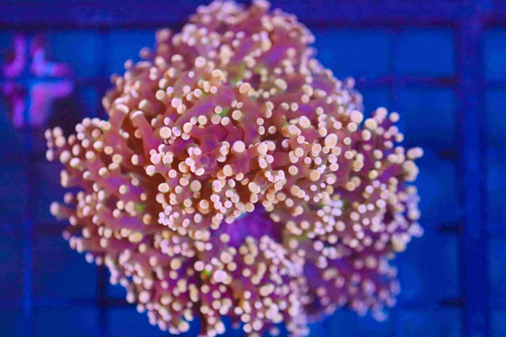 Frag Box Corals