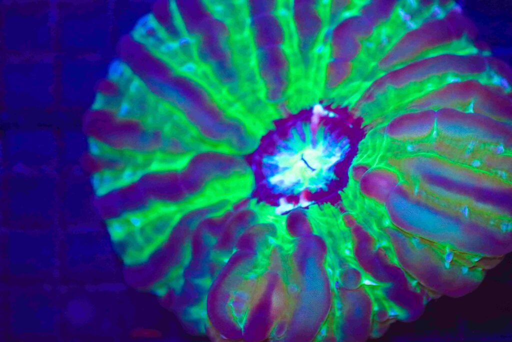Frag Box Corals