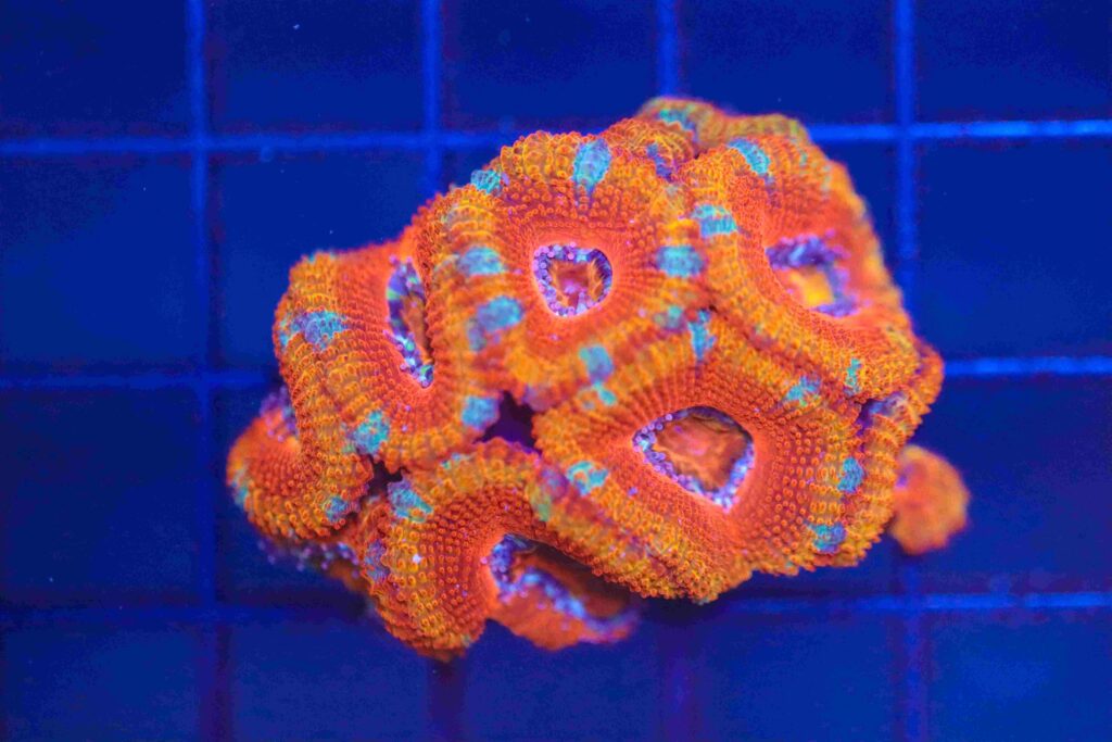 Frag Box Corals