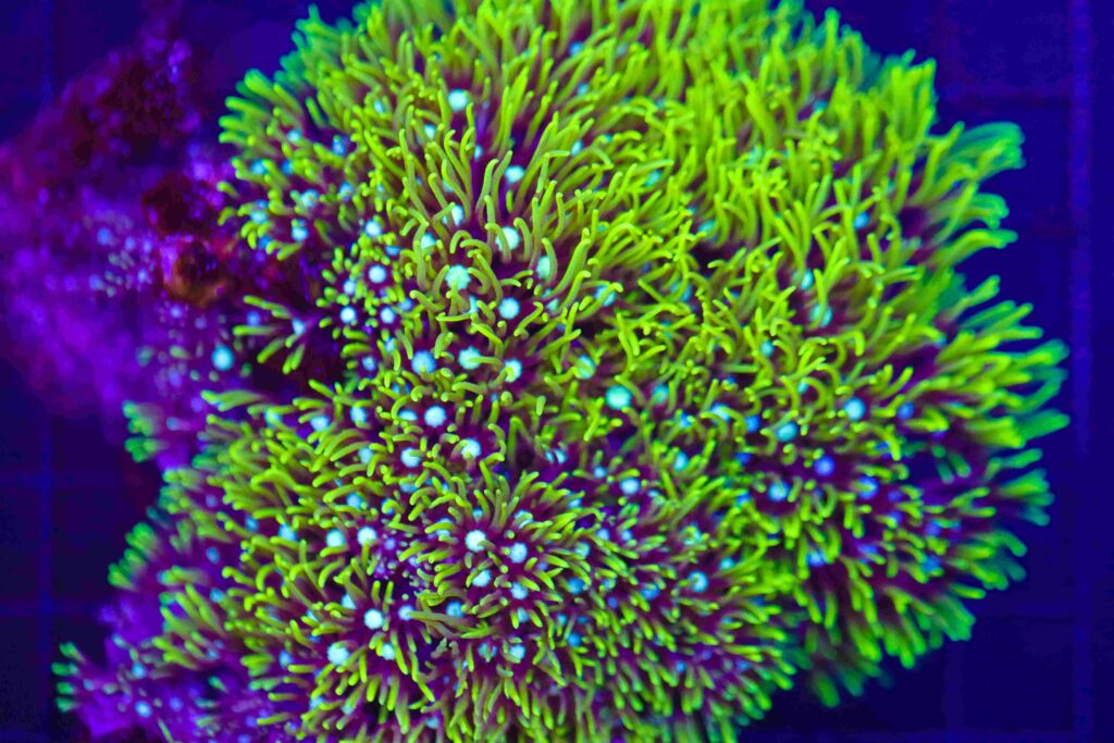 Frag Box Corals