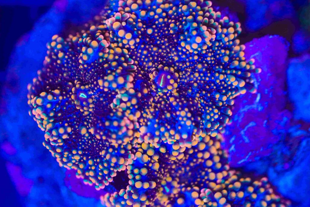 Frag Box Corals