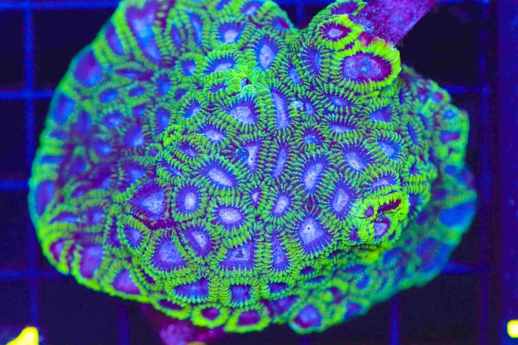 Frag Box Corals