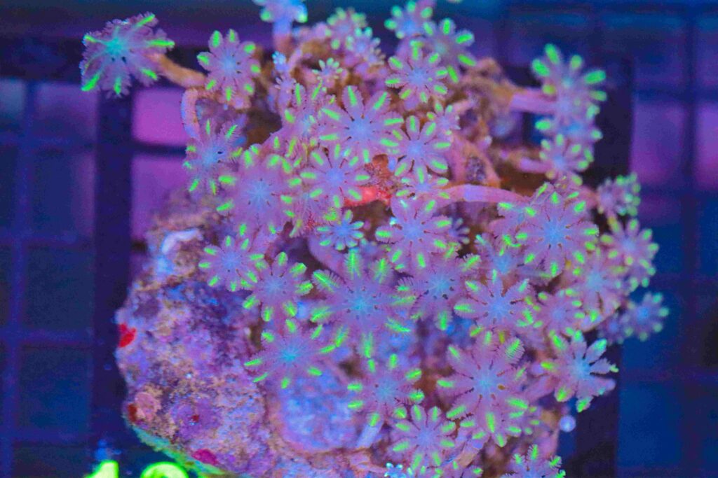 Frag Box Corals