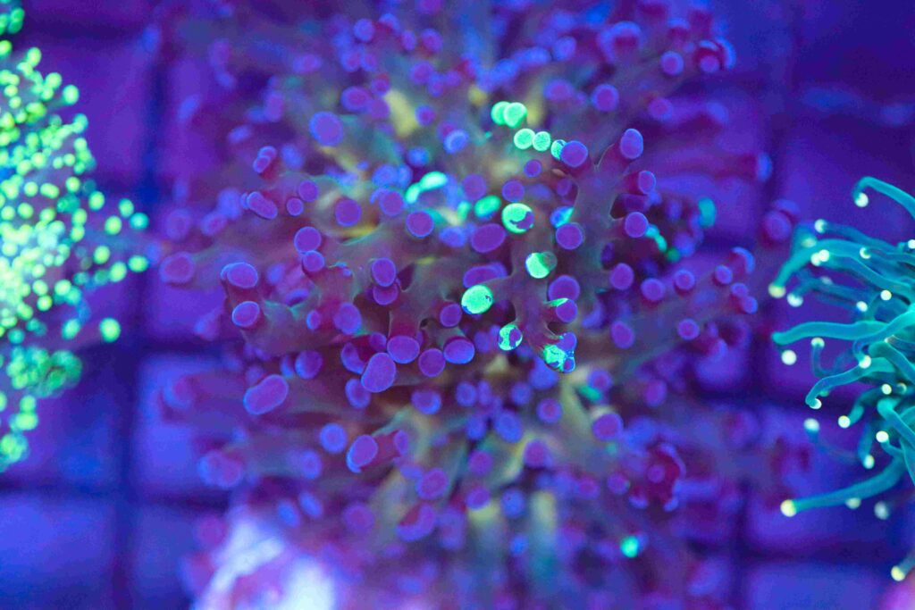 Frag Box Corals