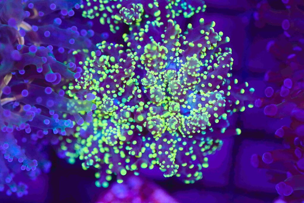 Frag Box Corals
