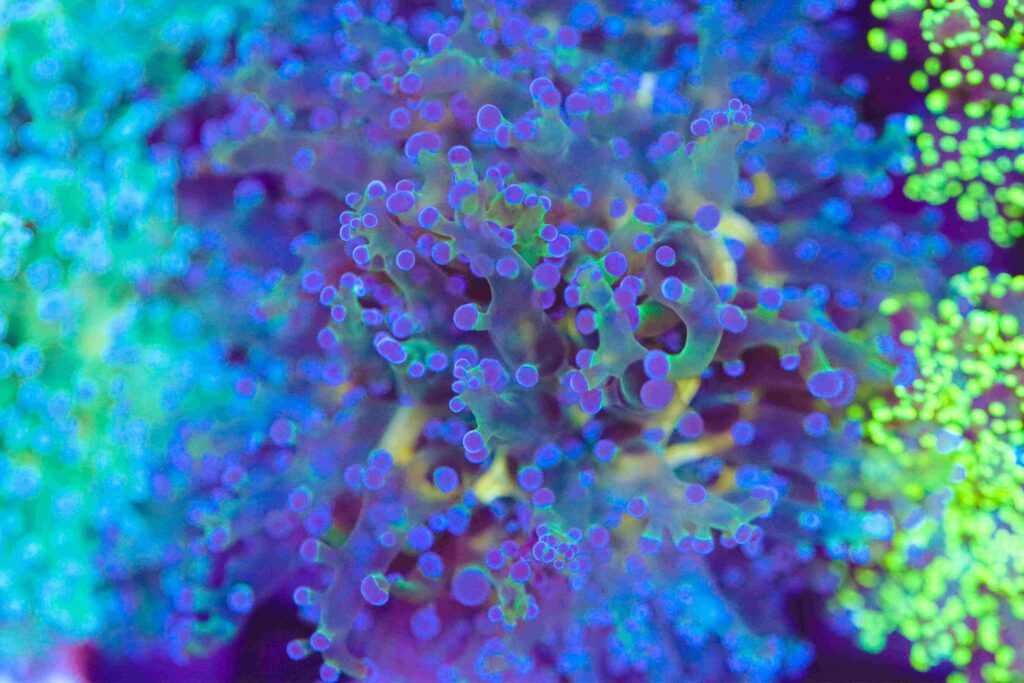 Frag Box Corals