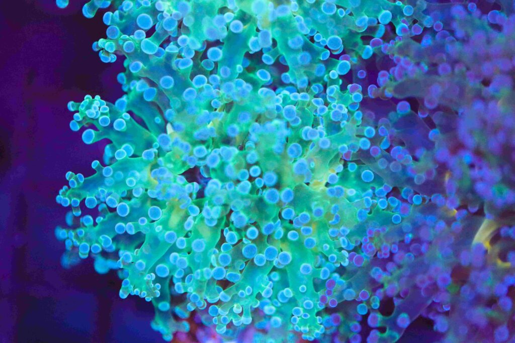 Frag Box Corals
