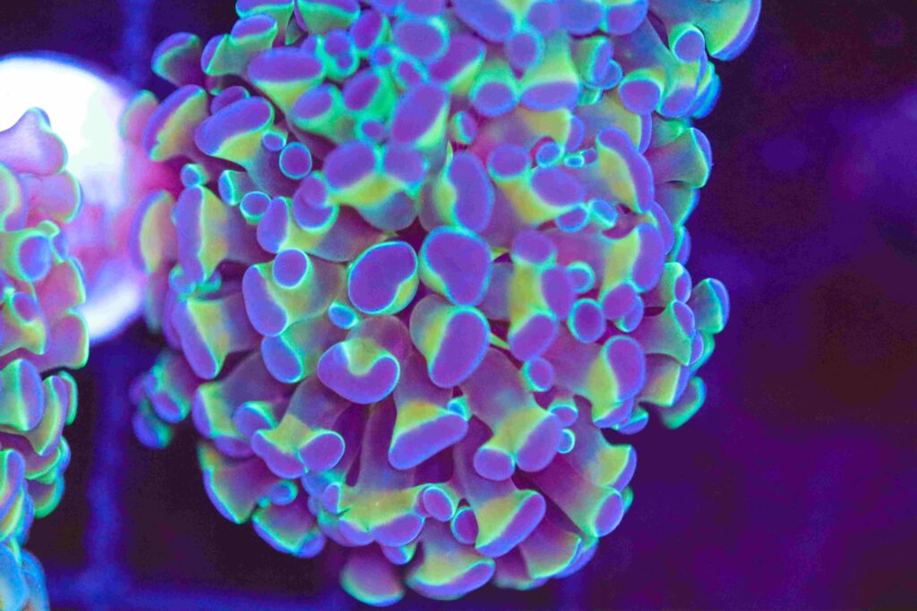 Frag Box Corals
