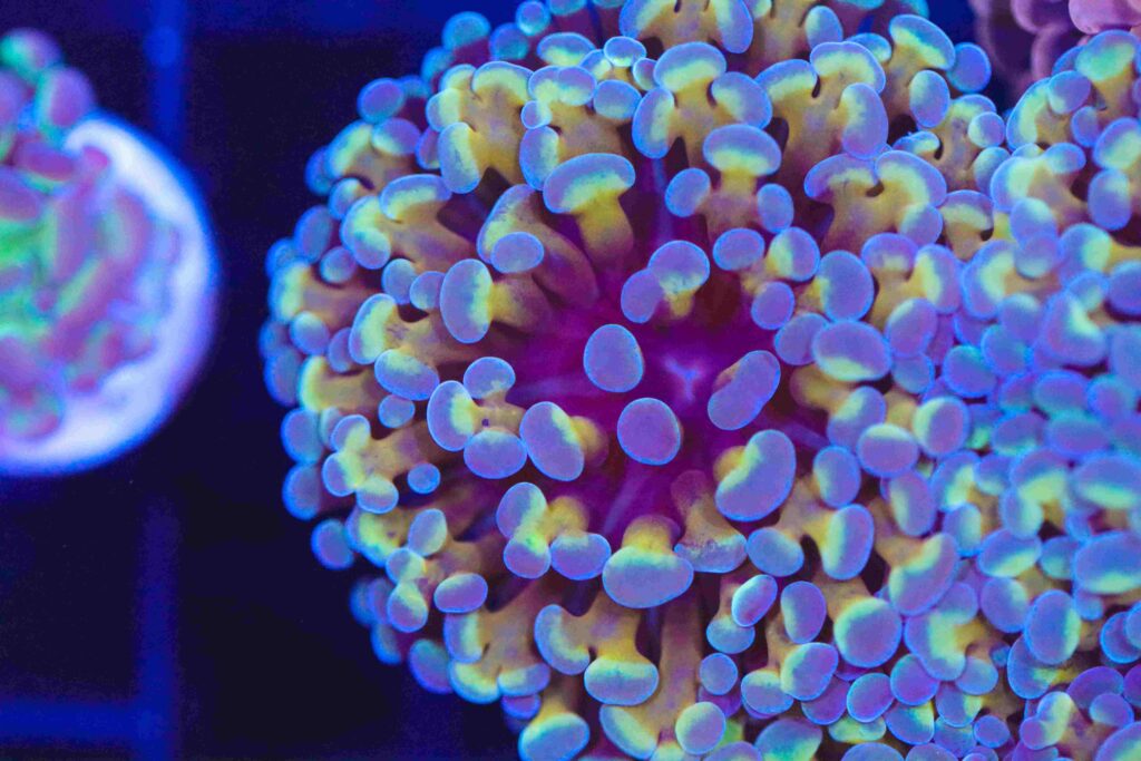 Frag Box Corals