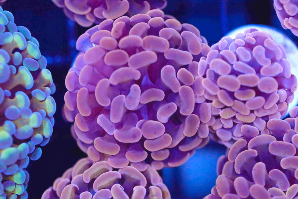 Frag Box Corals