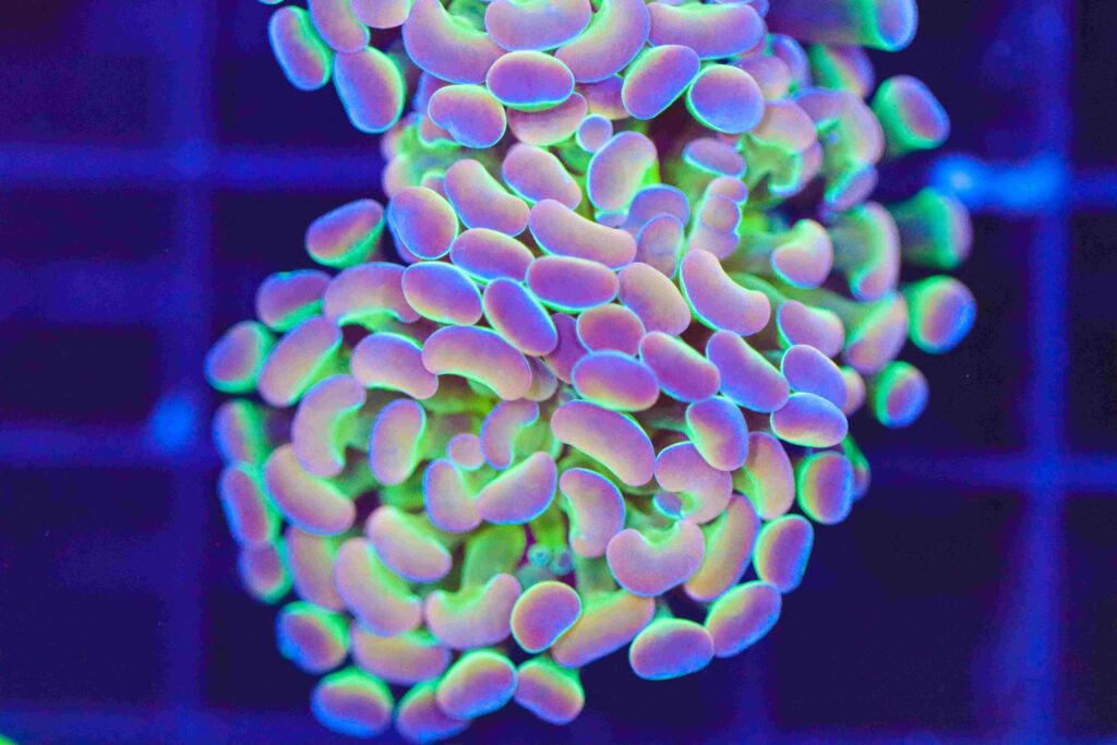 Frag Box Corals